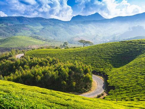 A Découvrir en Inde - Munnar