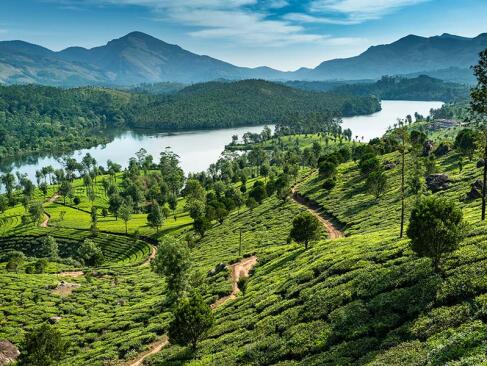 A Découvrir en Inde - Munnar