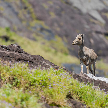 A Découvrir en Inde - Munnar