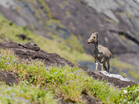 A Découvrir en Inde - Munnar