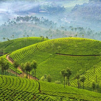 A Découvrir en Inde - Munnar