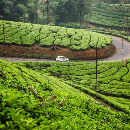 A Découvrir en Inde - Munnar