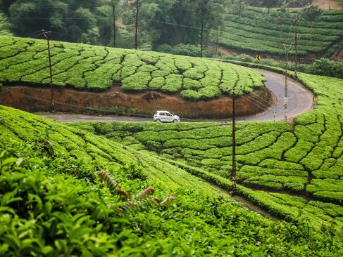 A Découvrir en Inde - Munnar