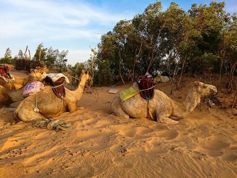 A Découvrir au Sénégal - Les Dunes de Lompoul