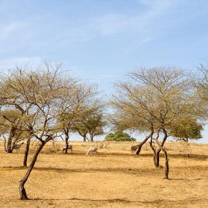 A Découvrir au Sénégal - Les Dunes de Lompoul