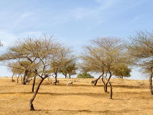 A Découvrir au Sénégal - Les Dunes de Lompoul