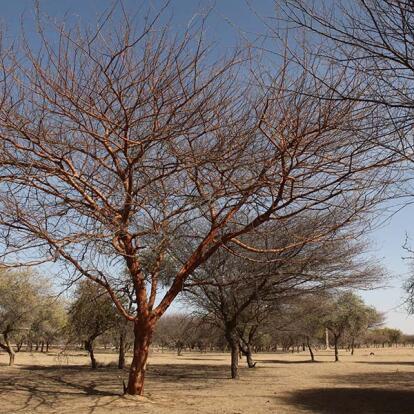 A Découvrir au Sénégal - Désert du Ferlo