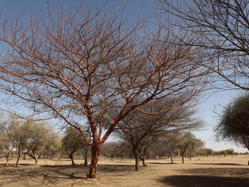 A Découvrir au Sénégal - Désert du Ferlo