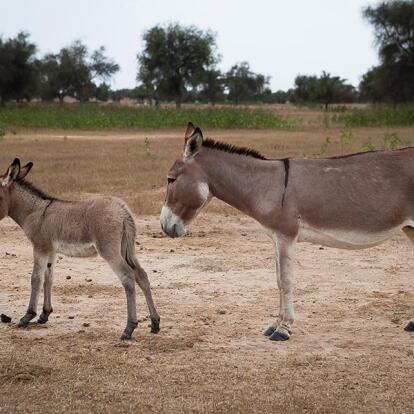 A Découvrir au Sénégal - Désert du Ferlo