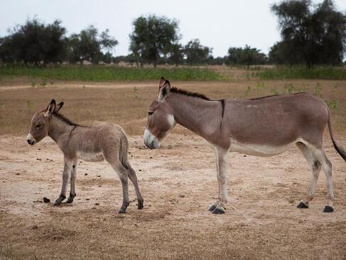 A Découvrir au Sénégal - Désert du Ferlo