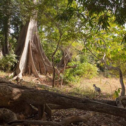 Casamance - Oussouye A Découvrir au Sénégal - La Casamance