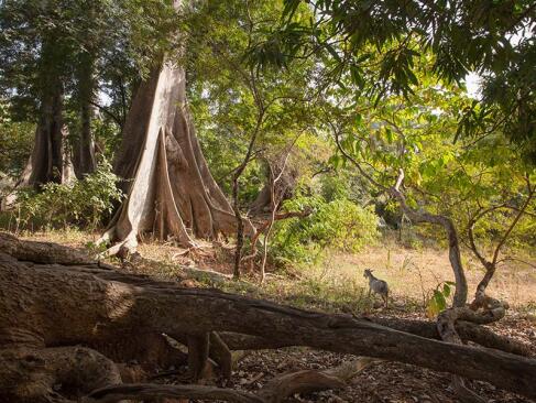 Casamance - Oussouye A Découvrir au Sénégal - La Casamance