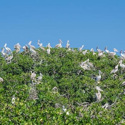 Casamance - Pelican Island A Découvrir au Sénégal - La Casamance