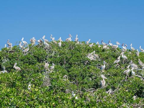 Casamance - Pelican Island A Découvrir au Sénégal - La Casamance