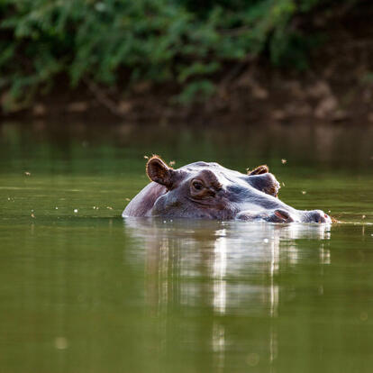 A Découvrir au Sénégal - Le Parc national du Niokolo-Koba