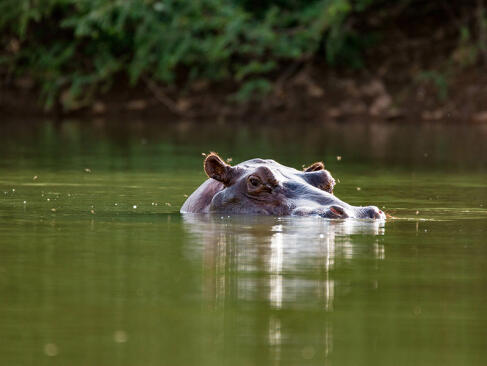Parc National Du Niokolo-Koba A Découvrir au Sénégal - Le Parc national du Niokolo-Koba