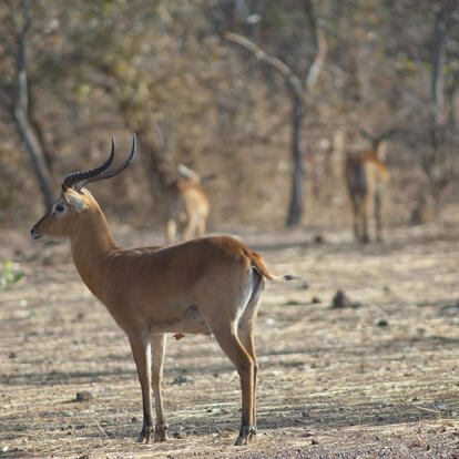 A Découvrir au Sénégal - Le Parc national du Niokolo-Koba
