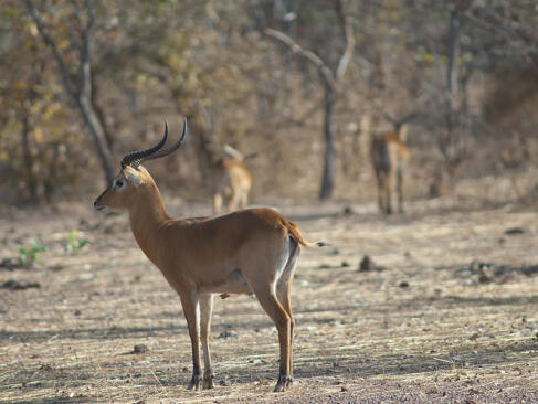 Parc National Du Niokolo-Koba A Découvrir au Sénégal - Le Parc national du Niokolo-Koba