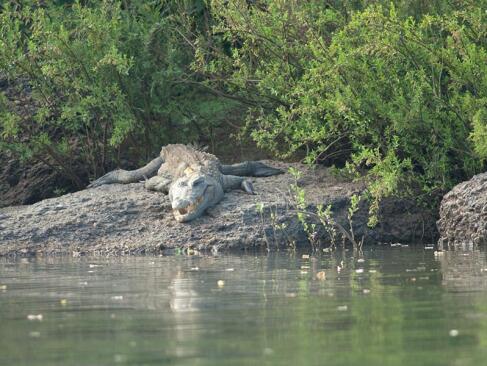 Parc National Du Niokolo-Koba A Découvrir au Sénégal - Le Parc national du Niokolo-Koba