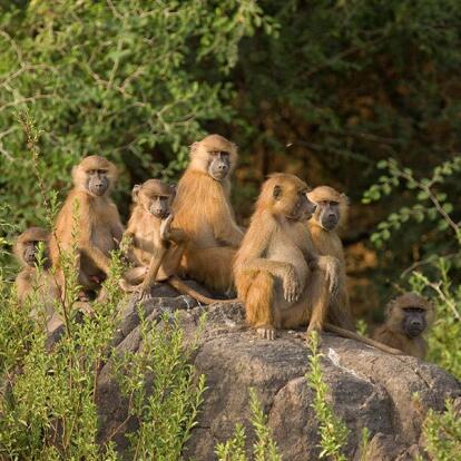 Parc national du Niokolo-Koba A Découvrir au Sénégal - Le Parc national du Niokolo-Koba