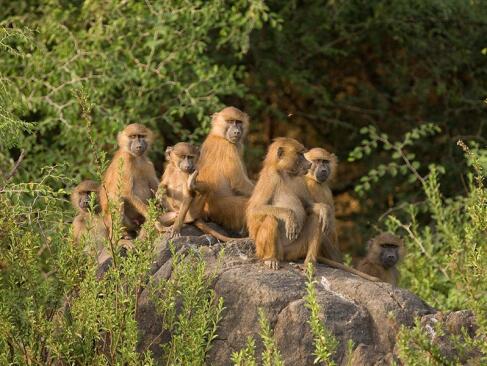 Parc National Du Niokolo-Koba A Découvrir au Sénégal - Le Parc national du Niokolo-Koba
