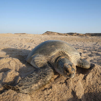 A Découvrir au Sultanat d'Oman - Sour