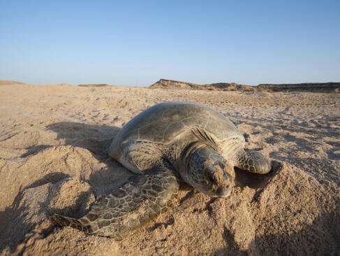 A Découvrir au Sultanat d'Oman - Sour