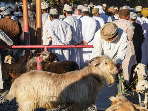 A Découvrir au Sultanat d'Oman - Nizwa