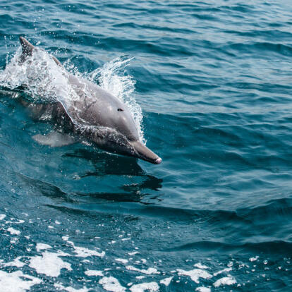 A Découvrir au Sultanat d'Oman - Khasab et Musandam