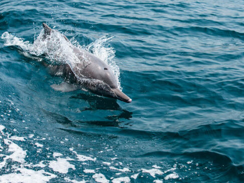 A Découvrir au Sultanat d'Oman - Khasab et Musandam