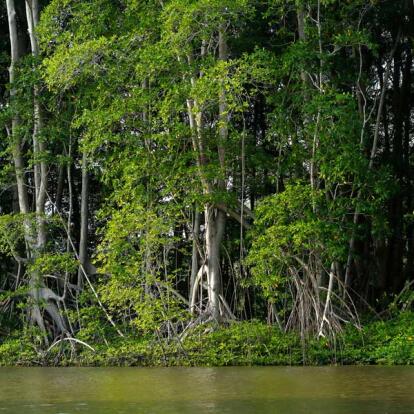 A Découvrir au Salvador - La Baie de Jiquilisco