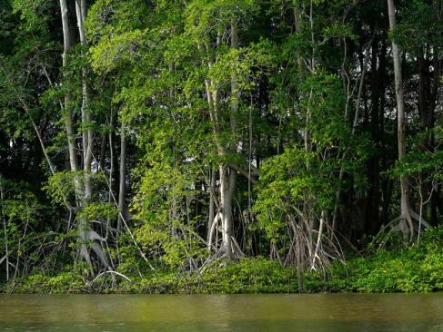 A Découvrir au Salvador - La Baie de Jiquilisco