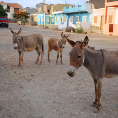 A Découvrir au Cap Vert - L'Ile de Maio