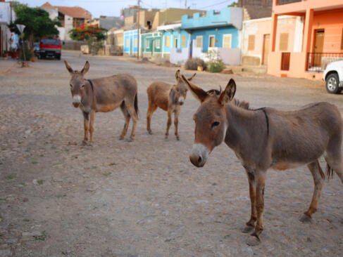 A Découvrir au Cap Vert - L'Ile de Maio