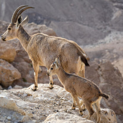 A Découvrir en Israël - Le Désert du Néguev