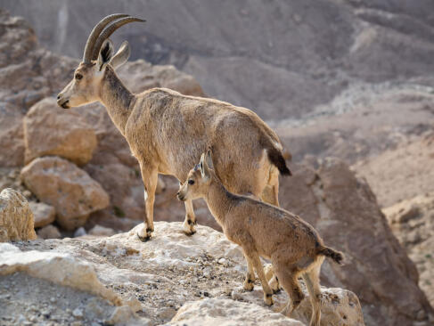 A Découvrir en Israël - Le Désert du Néguev