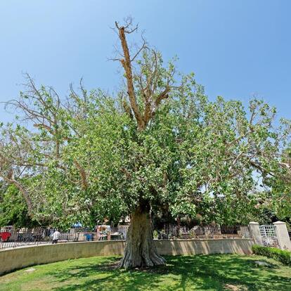 A Découvrir en Israël & Palestine - Jéricho