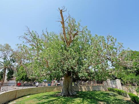 A Découvrir en Israël & Palestine - Jéricho