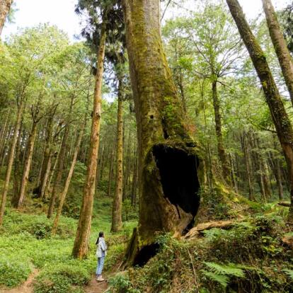 A Découvrir à Taïwan - Alishan
