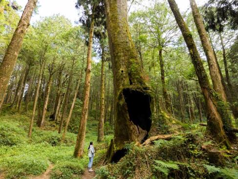 A Découvrir à Taïwan - Alishan