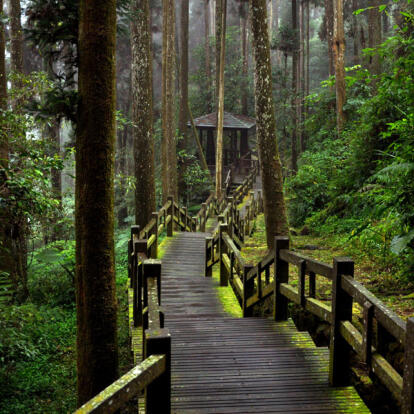 A Découvrir à Taïwan - Alishan