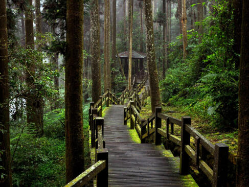 A Découvrir à Taïwan - Alishan