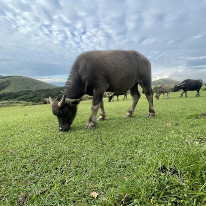 A Découvrir à Taïwan - Le Parc National de Yangmingshan
