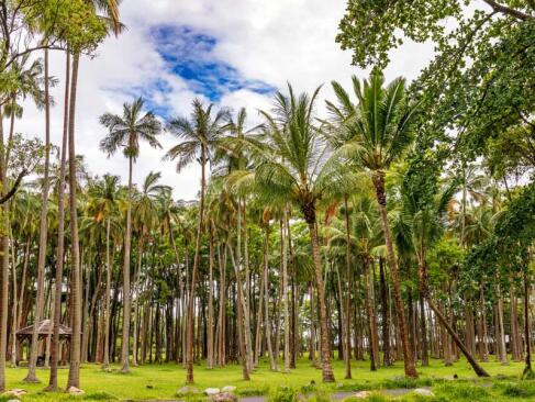 A Découvrir à l'Ile de la Réunion - L’Anse des Cascades