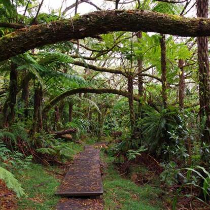 A Découvrir à l'Ile de la Réunion -Les forêts de Bébour-Bélouve