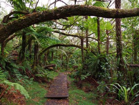 A Découvrir à l'Ile de la Réunion -Les forêts de Bébour-Bélouve