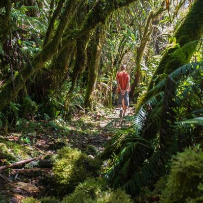 A Découvrir à l'Ile de la Réunion -Les forêts de Bébour-Bélouve