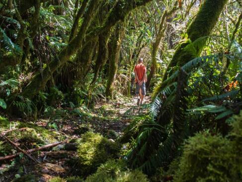 A Découvrir à l'Ile de la Réunion -Les forêts de Bébour-Bélouve