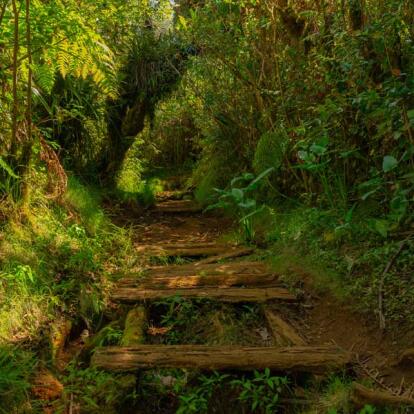 A Découvrir à l'Ile de la Réunion -Les forêts de Bébour-Bélouve