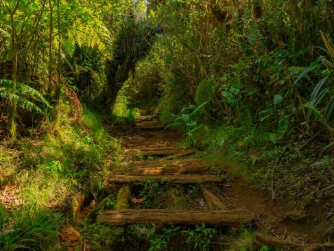 A Découvrir à l'Ile de la Réunion -Les forêts de Bébour-Bélouve